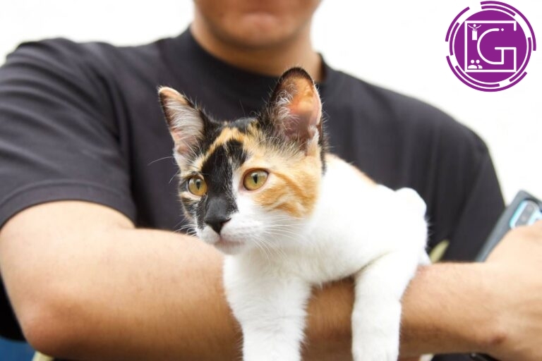 Suman más de 2 mil esterilizaciones gratuitas de caninos y felinos