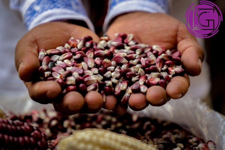 Aporta UAQ investigaciones en el 10º Congreso Internacional de Nixtamalización