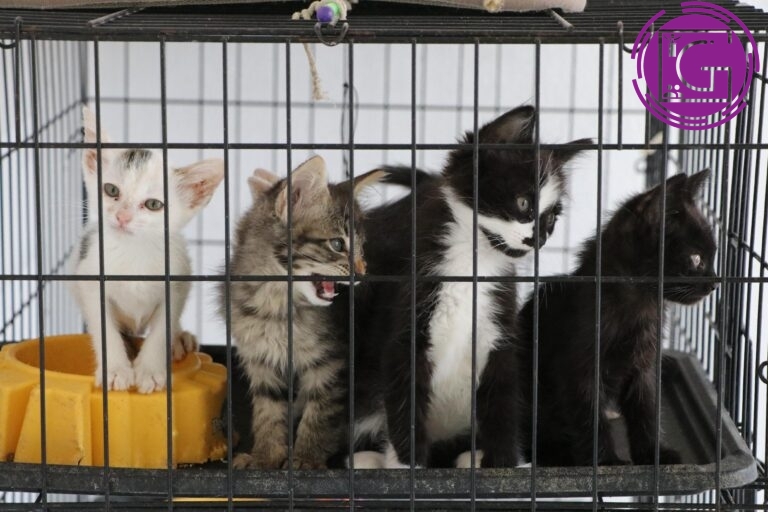 181 animales de compañía esterilizados durante jornadas gratuitas