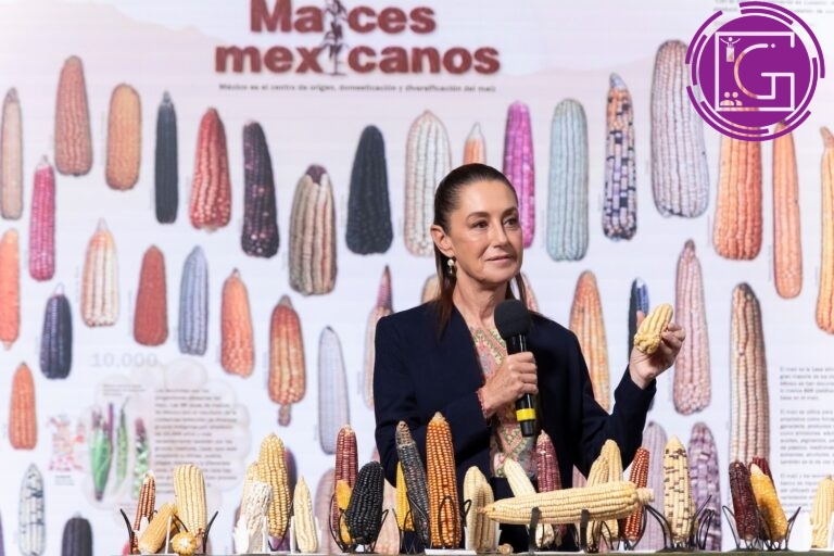 Anuncia Sheinbaum programa “Sin maíz no hay país” para producir con Bienestar
