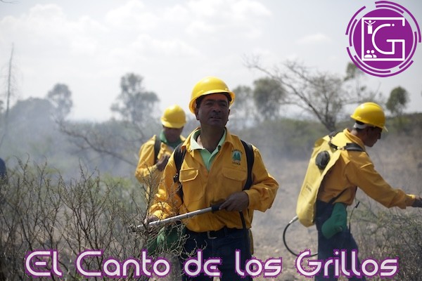 Se han registrado 59 incendios forestales en el estado