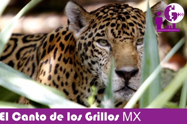 Amenaza al jaguar la construcción de infraestructura en su hábitat