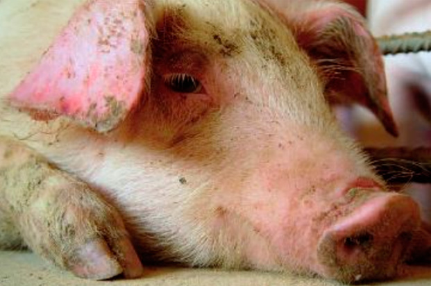 México, libre de fiebre porcina clásica