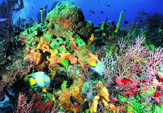 Peces crípticos, especies clave en preservación de arrecifes