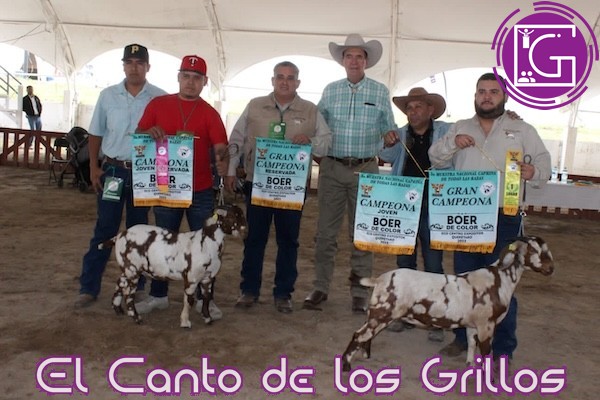 Hugo Oliveras, el mejor ganadero caprino en la Feria de Querétaro 2023