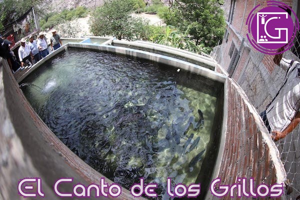 Supervisa Sedea actividad acuícola y de siembra en #Peñamiller