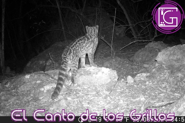 Monitorean investigadores UAQ vida silvestre en #ArroyoSeco