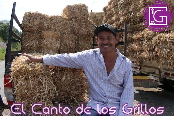 Entrega Sedea forraje y alimento concentrado del programa de apoyo por sequía