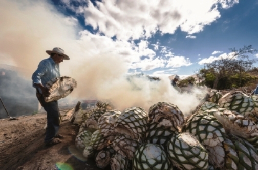 Explotar las Denominaciones de Origen, reto para productores mexicanos