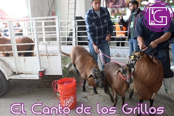 Inicia XLIII Exposición Nacional Ovina en la Feria Ganadera de Querétaro 2023