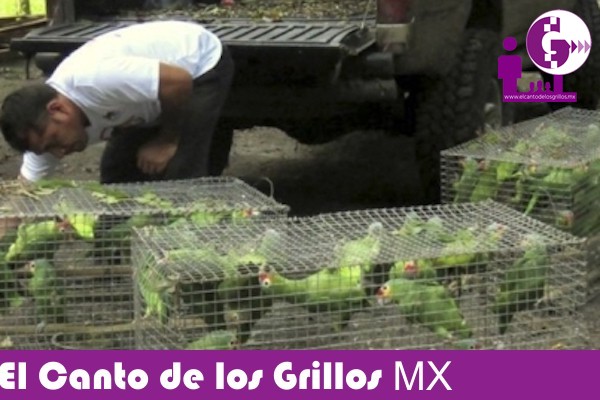 Loros asegurados por @PROFEPA_Mx están en cuarentena