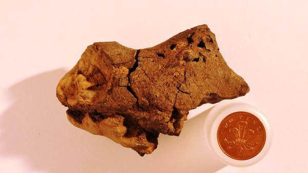 Hallan primera evidencia de tejido cerebral de un dinosaurio