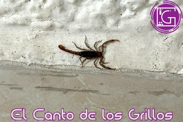 Advierte IMSS Querétaro sobre picaduras de alacranes durante temporada de calor