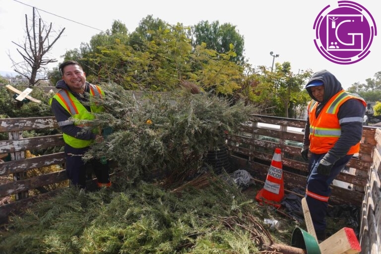 Realiza municipio campaña de recolección de árboles naturales de Navidad