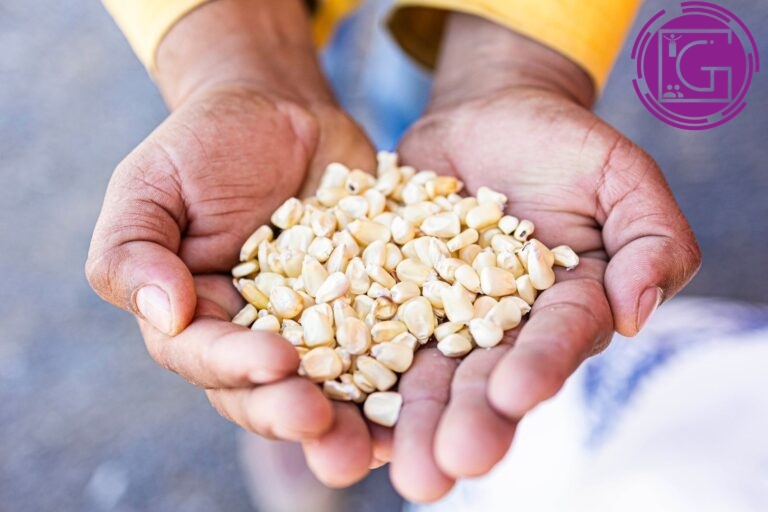 Arranca Kuri programa de Maíz para Consumo Humano en SJR