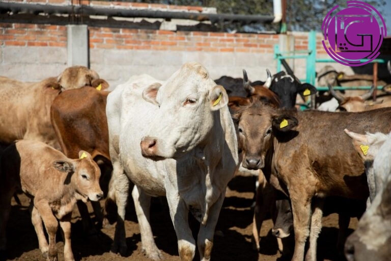 Impulsan regularización de ganado bovino en SJR