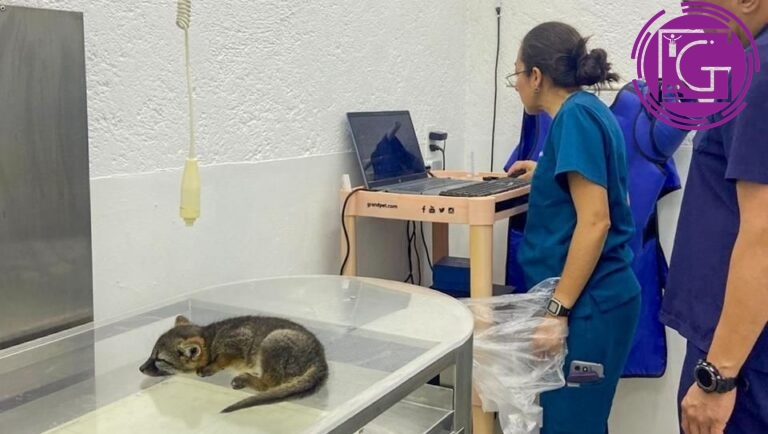 Rescata IMPA víbora de cascabel y cachorro de zorro gris