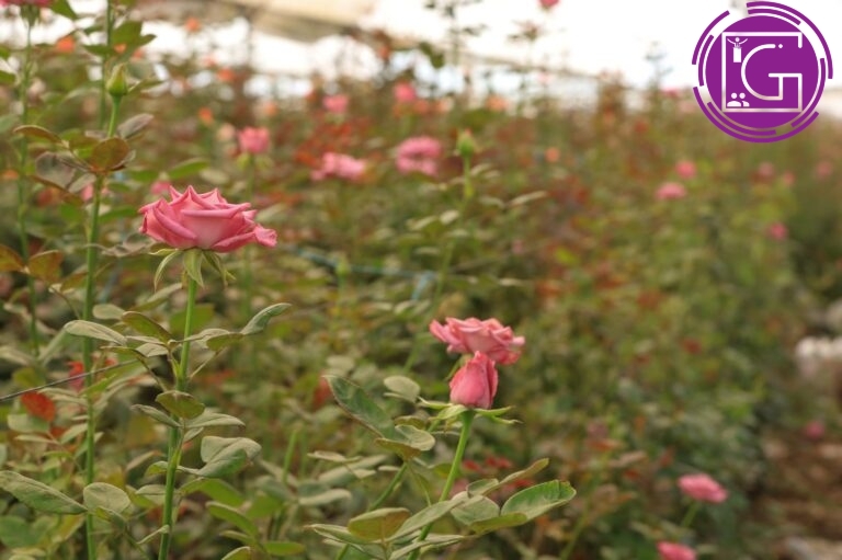 Anuncian 2ª Edición del Festival de las Rosas en El Organal
