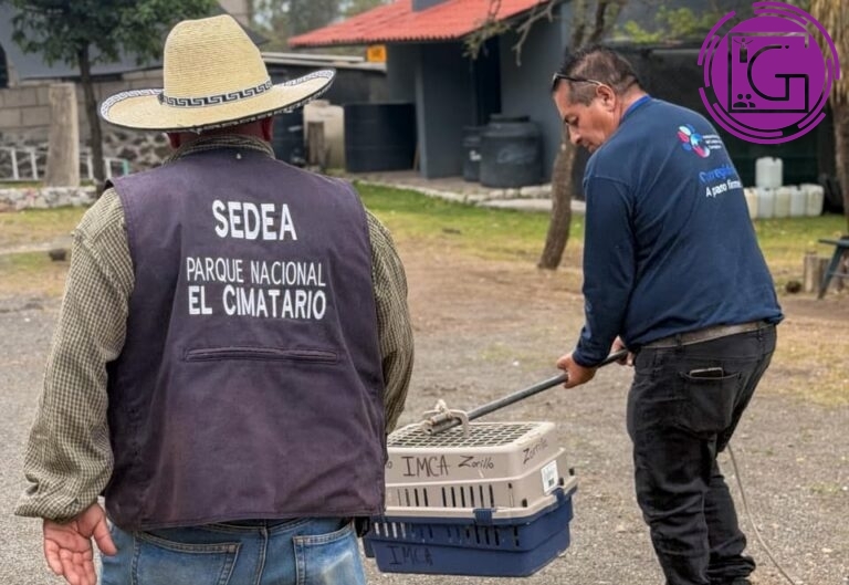 Refuerza Instituto Municipal de Cuidado Animal acciones para proteger fauna silvestre en zonas urbanas