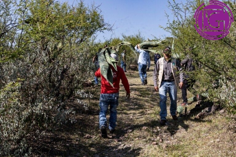 Reforestan Arcila con mil 200 árboles para fortalecer recarga del acuífero